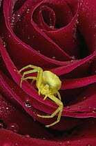 Crab Spider (Diaea dorsata) on rose, Alaska