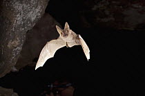 Townsend's Big-eared Bat (Corynorhinus townsendii) flying out of cave, Craters of the Moon National Monument, Oregon