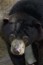Sun Bear (Helarctos malayanus), native to Asia