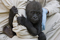 Western Lowland Gorilla (Gorilla gorilla gorilla) young held by zoo staff, native to Africa
