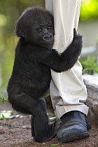 Western Lowland Gorilla (Gorilla gorilla gorilla) young holding onto leg of zoo staff member, native to Africa