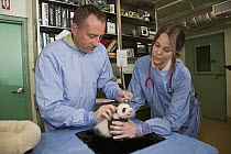 Giant Panda (Ailuropoda melanoleuca) baby getting a check up by zoo staff, native to China