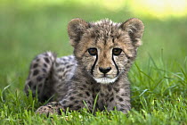 Cheetah (Acinonyx jubatus) cub, native to Africa
