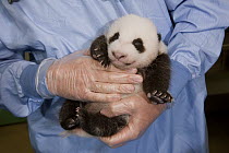 Giant Panda (Ailuropoda melanoleuca) baby held by zoo staff, native to China
