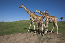 Giraffe (Giraffa sp) trio, native to Africa