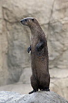 North American River Otter (Lontra canadensis) on the lookout, native to North America
