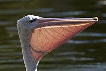 Pink-backed Pelican (Pelecanus rufescens) with extended pouch, native to Africa