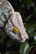 Parson's Chameleon (Calumma parsonii) male, native to Madagascar