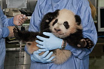 Giant Panda (Ailuropoda melanoleuca) young held my zoo staff, native to China