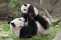 Giant Panda (Ailuropoda melanoleuca) mother and cub playing, native to China