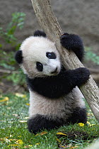 Giant Panda (Ailuropoda melanoleuca) cub, native to China
