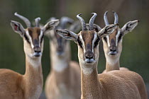 Soemmerring's Gazelle (Nanger soemmerringii) males and females, native to Africa