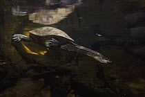 Roti Island Snake-necked Turtle (Chelodina mccordi) swimming underwater, native to Roti Island, New Guinea