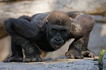 Western Lowland Gorilla (Gorilla gorilla gorilla) juvenile leaning on knuckles, native to Africa