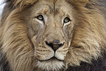 African Lion (Panthera leo) male, native to Africa