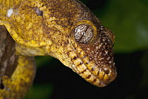 Gecko (Gekkonidae) close up showing vertical pupil, native to the Tropics