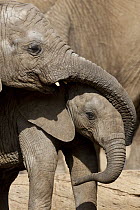 African Elephant (Loxodonta africana) calves playing, native to Africa