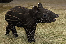 Malayan Tapir (Tapirus indicus) calf, native to Malaysia