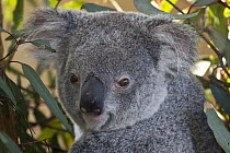 Koala (Phascolarctos cinereus) portrait, native to Australia