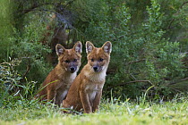 Dhole (Cuon alpinus) pups, native to Asia