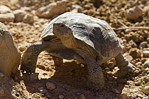 Desert Tortoise (Gopherus agassizii) in its native habitat, native to California