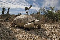 Desert Tortoise (Gopherus agassizii) in its native habitat, native to California