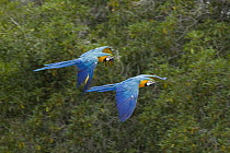 Blue and Yellow Macaw (Ara ararauna) pair flying, native to South America
