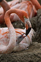 Greater Flamingo (Phoenicopterus ruber) parent brooding chick, native to Africa