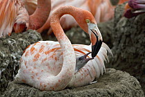 Greater Flamingo (Phoenicopterus ruber) parent brooding chick, native to Africa