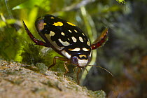 Sunburst Diving Beetle (Thermonectus marmoratus) underwater, native to North America