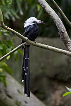 White-crested Hornbill (Tockus albocristatus), native to Africa