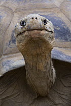 Galapagos Giant Tortoise (Chelonoidis nigra) portrait, native to the Galapagos Islands, Ecuador