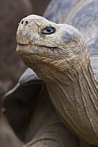 Galapagos Giant Tortoise (Chelonoidis nigra), native to the Galapagos Islands, Ecuador
