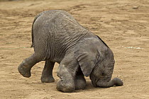 African Elephant (Loxodonta africana) calf stumbling, native to Africa