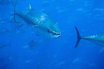 Atlantic Bluefin Tuna (Thunnus thynnus) shoal, Mediterranean Sea of the coast of Turkey