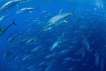 Atlantic Bluefin Tuna (Thunnus thynnus) shoal, Mediterranean Sea of the coast of Turkey
