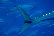 Atlantic Bluefin Tuna (Thunnus thynnus) tail, Mediterranean Sea of the coast of Turkey