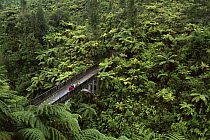 Tourists on Bridge to Nowhere, Whanganui National Park, New Zealand