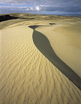 Te Paki Sand Dunes, Northland, New Zealand