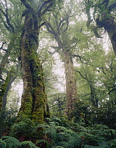 Beech (Fagus sp) forest in highlands, Te Urewera National Park, New Zealand