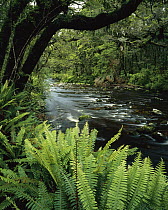 Catlins River, Catlins Forest Park, Southland, New Zealand