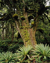 Totara (Podocarpus totora) tree, Rakiura National Park, New Zealand