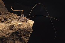 Cave Cricket (Rhaphidophora oophaga), Gunung Mulu National Park, Malaysia