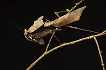 Malaysian Dead-leaf Mantis (Deroplatys desiccata) female, Gunung Mulu National Park, Malaysia