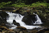 Stream flowing through pristine lowland rainforest in Gunung Mulu National Park, Malaysia