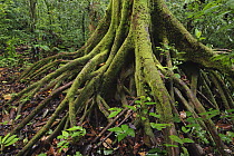 Stilt roots are a common feature among tree species which inhabit wet forests, Gunung Mulu National Park, Malaysia