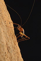 Cave Cricket (Diestrammena sp) pushing her ovipositor into the spongy surface of the limestone cave to lay eggs, Gunung Mulu National Park, Malaysia