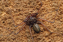 Tailless Whip Scorpion from a limestone cave in Gunung Mulu National Park, Malaysia
