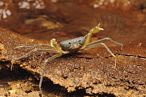 Cave Crab (Cerberusa tipula) endemic to the limestone caves of Gunung Mulu National Park, Malaysia