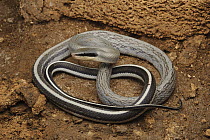 Taiwan Beauty Snake (Elaphe taeniura), Gunung Mulu National Park, Malaysia